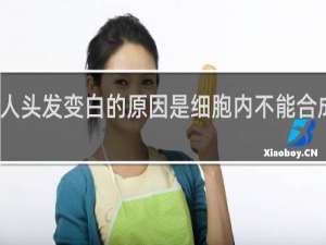 老年人头发变白的原因是细胞内不能合成酪氨酸酶