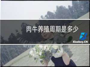 肉牛养殖周期是多少