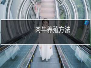 肉牛养殖方法