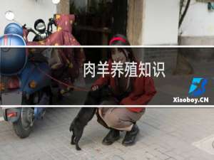 肉羊养殖知识