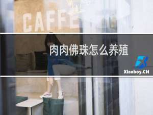 肉肉佛珠怎么养殖