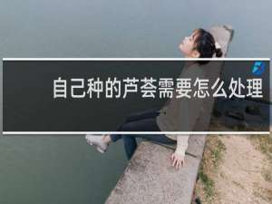 自己种的芦荟需要怎么处理