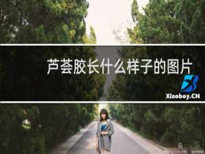 芦荟胶长什么样子的图片