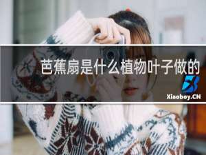 芭蕉扇是什么植物叶子做的