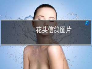 花头信鸽图片