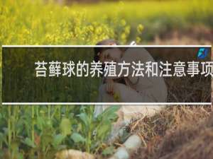 苔藓球的养殖方法和注意事项