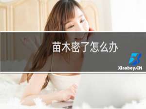 苗木密了怎么办