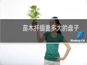 苗木扦插要多大的盘子