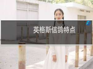英格斯信鸽特点
