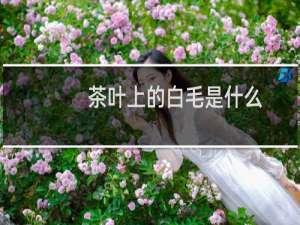 茶叶上的白毛是什么