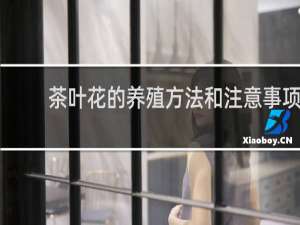 茶叶花的养殖方法和注意事项