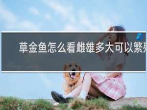 草金鱼怎么看雌雄多大可以繁殖