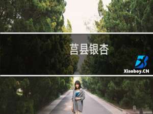 莒县银杏