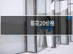 菊花 价格