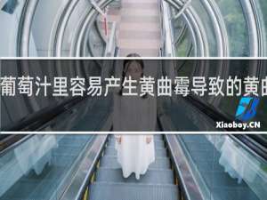 葡萄酒葡萄汁里容易产生黄曲霉导致的黄曲霉毒素对吗