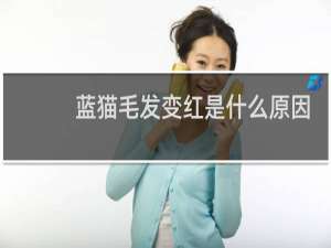 蓝猫毛发变红是什么原因