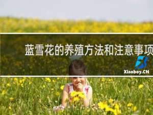 蓝雪花的养殖方法和注意事项