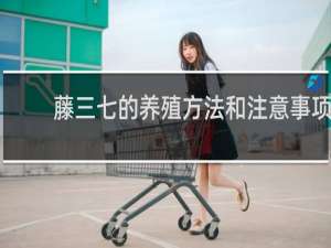 藤三七的养殖方法和注意事项