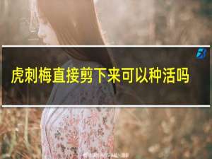 虎刺梅直接剪下来可以种活吗