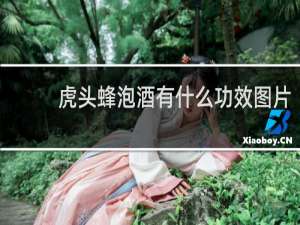 虎头蜂泡酒有什么功效图片