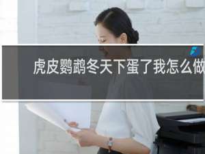 虎皮鹦鹉冬天下蛋了我怎么做
