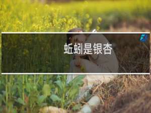 蚯蚓是银杏
