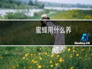 蜜蜂用什么养