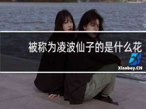 被称为凌波仙子的是什么花