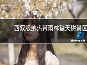西双版纳热带雨林望天树景区