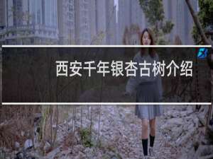 西安千年银杏古树介绍（它的果实营养价值高吗）