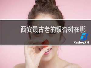 西安最古老的银杏树在哪里?