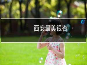 西安最美银杏