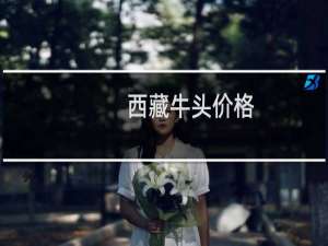 西藏牛头价格