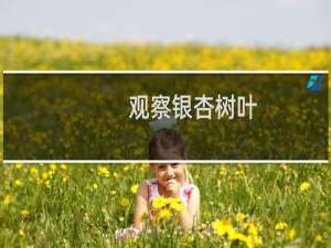 观察银杏树叶