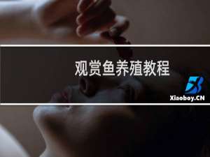 观赏鱼养殖教程
