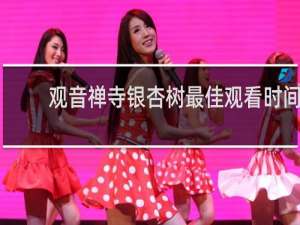 观音禅寺银杏树最佳观看时间