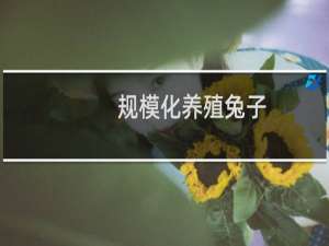 规模化养殖兔子