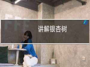 讲解银杏树