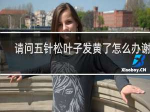 请问五针松叶子发黄了怎么办谢谢