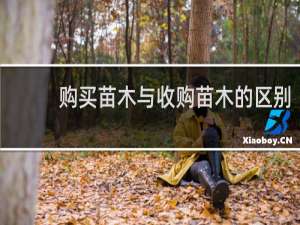 购买苗木与收购苗木的区别