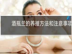 酒瓶兰的养殖方法和注意事项