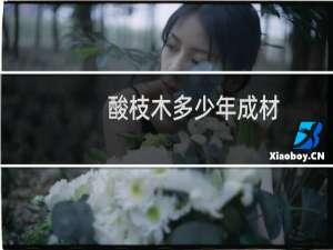 酸枝木多少年成材