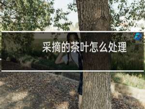 采摘的茶叶怎么处理