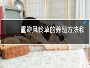 重瓣风铃草的养殖方法和注意事项
