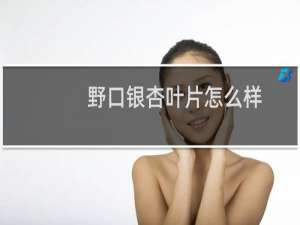 野口银杏叶片怎么样