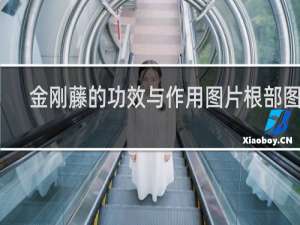 金刚藤的功效与作用图片根部图片