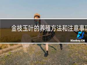 金枝玉叶的养殖方法和注意事项