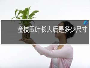 金枝玉叶长大后是多少尺寸
