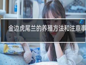 金边虎尾兰的养殖方法和注意事项