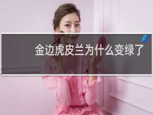 金边虎皮兰为什么变绿了